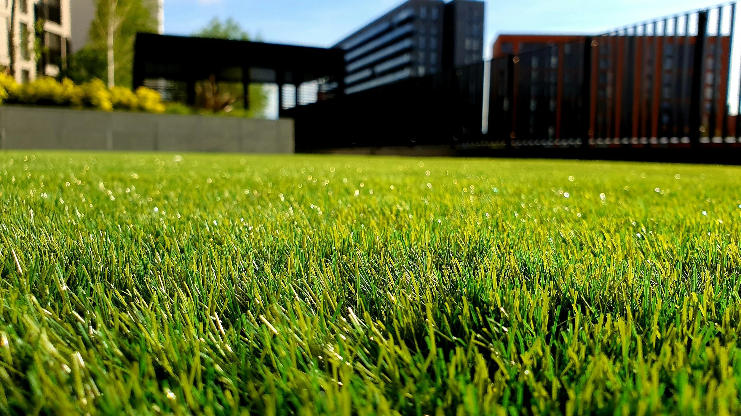 Close-up of a well-maintained green lawn with buildings in the background under clear blue sky.