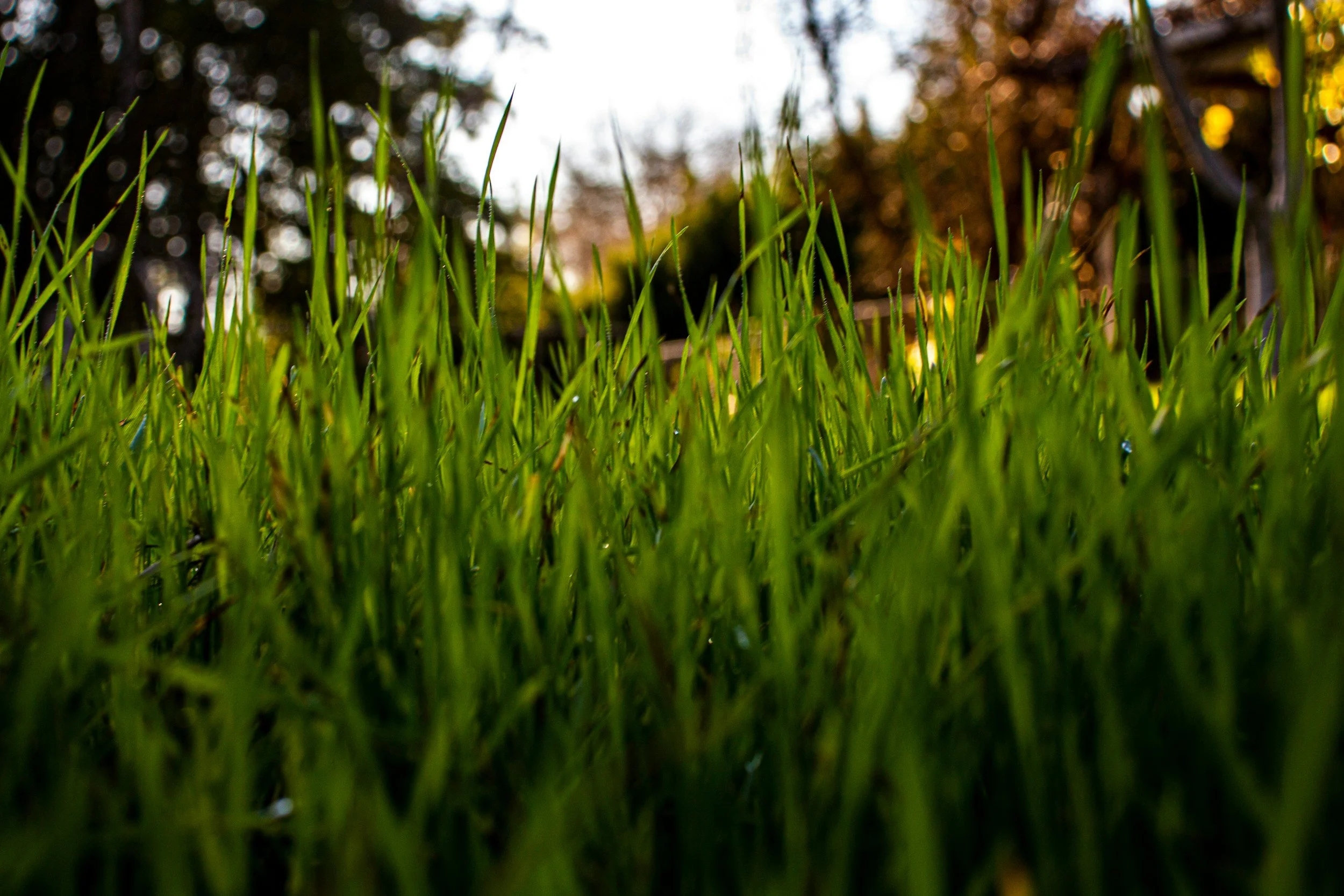 Close-up of green grass blades with trees and sky in the background during sunset.