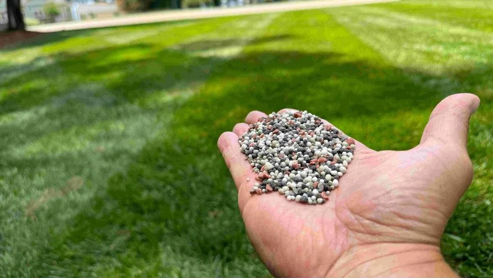 A hand holding small, multicolored gravel or seeds outdoors with green grass in the background.